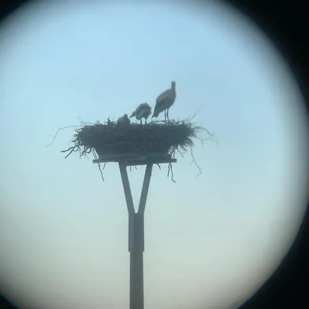 Storchenblick Zarnewanz